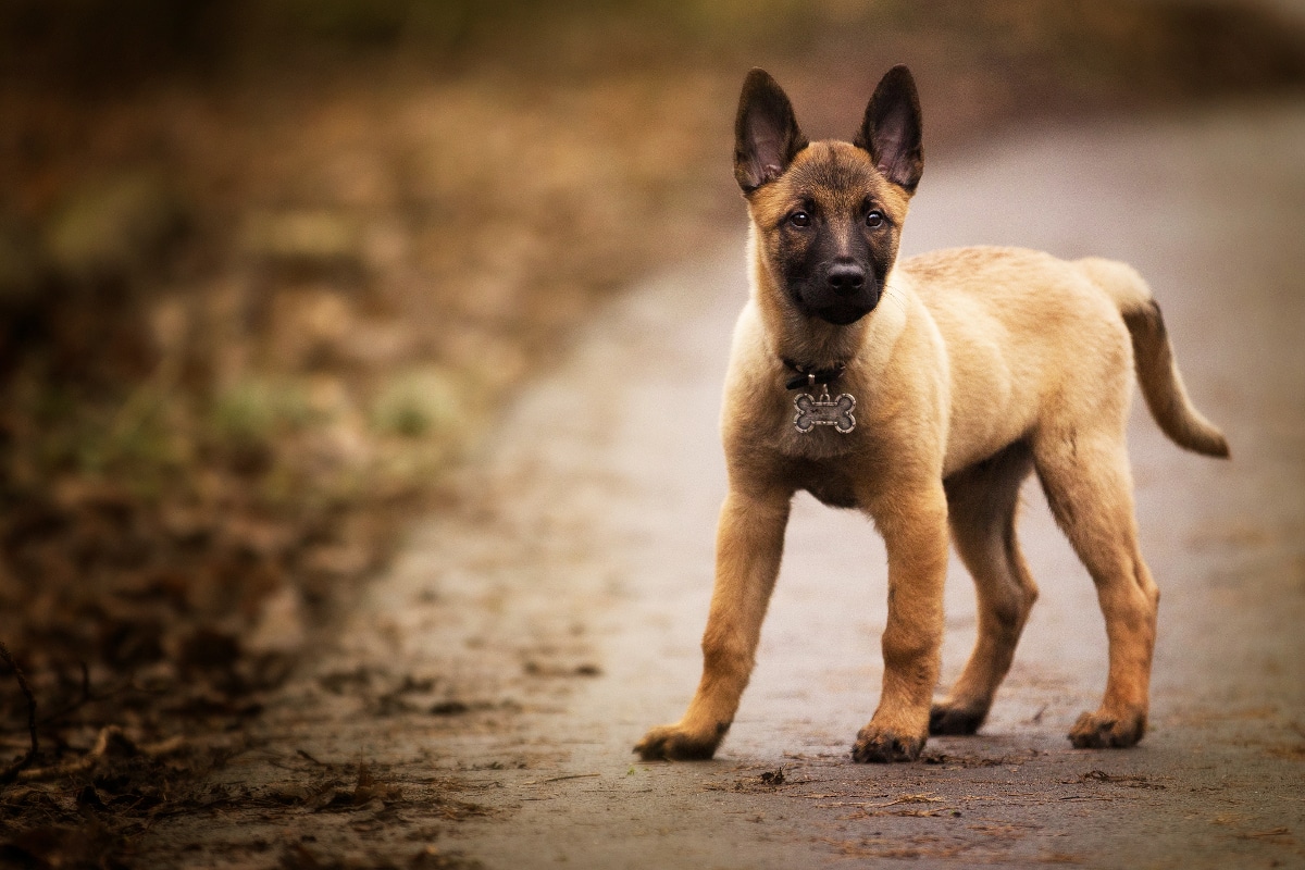 chiot malinois