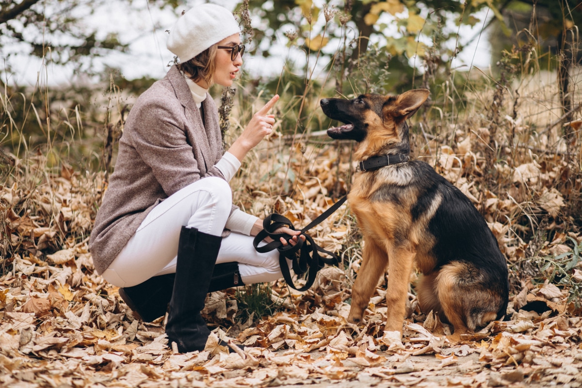 Eduquer Son Chiot Les Bases D Un Dressage Rapide Et Efficace