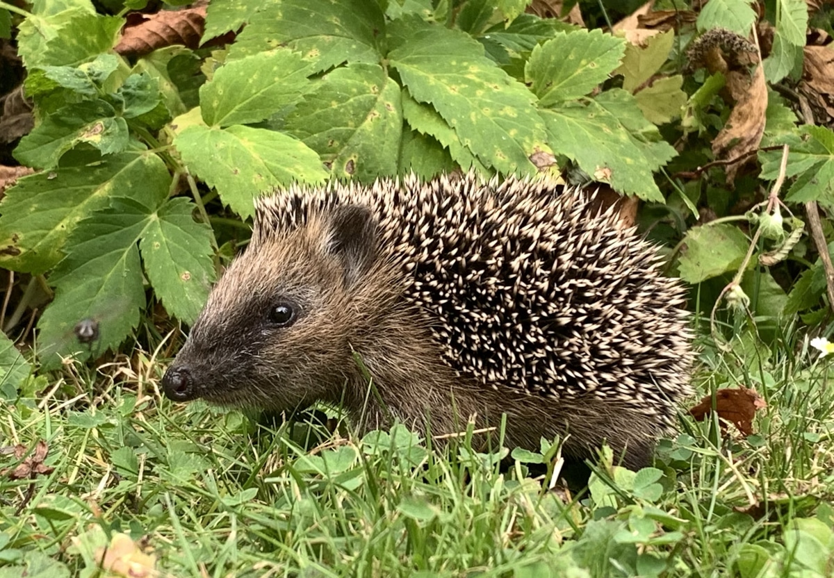 crotte hérisson