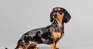 Beautiful marble dachshund on a gray background