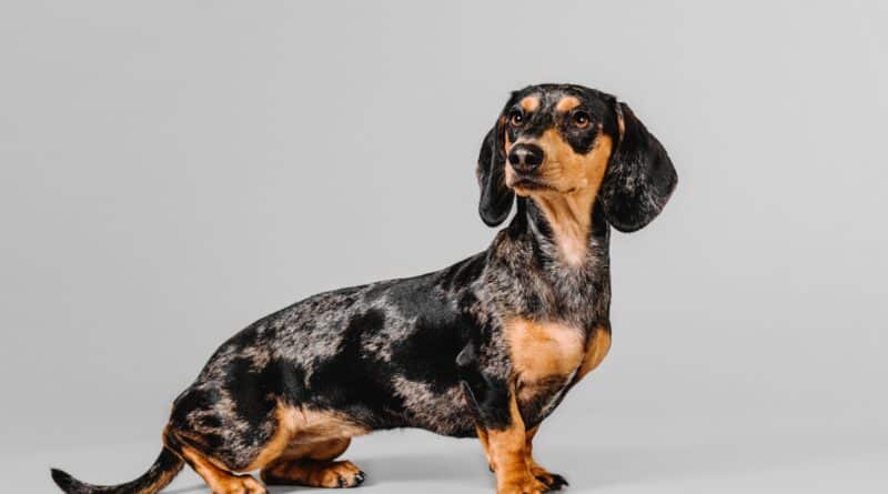 Beautiful marble dachshund on a gray background