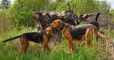 Hunting dogs