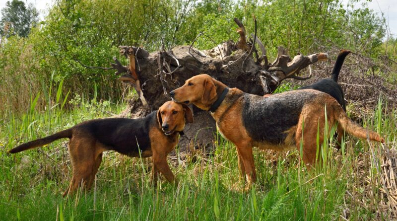 Hunting dogs
