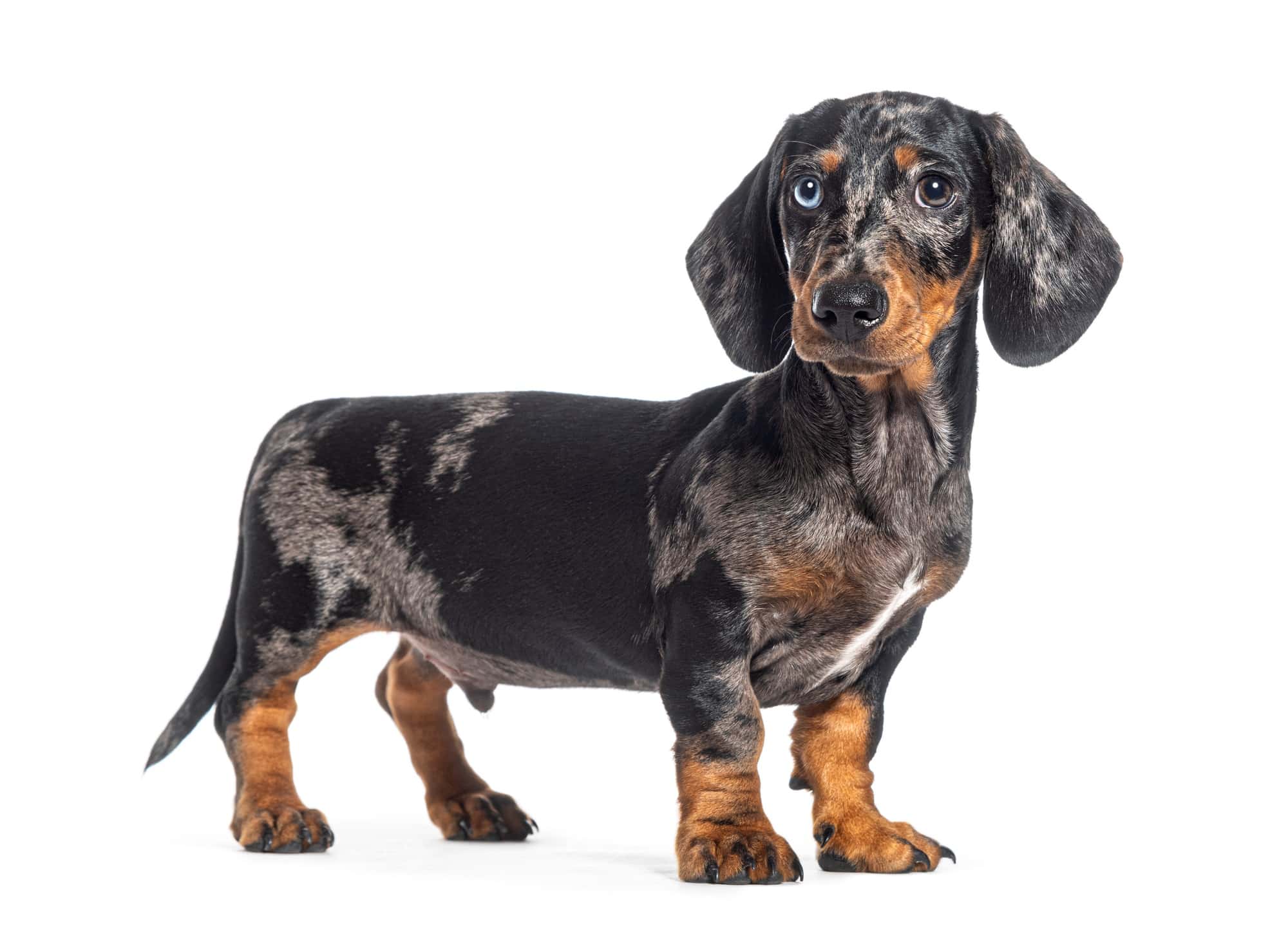 Standing, side view of a Puppy Merle dapple Dachshund odd-eyed, isolated on white