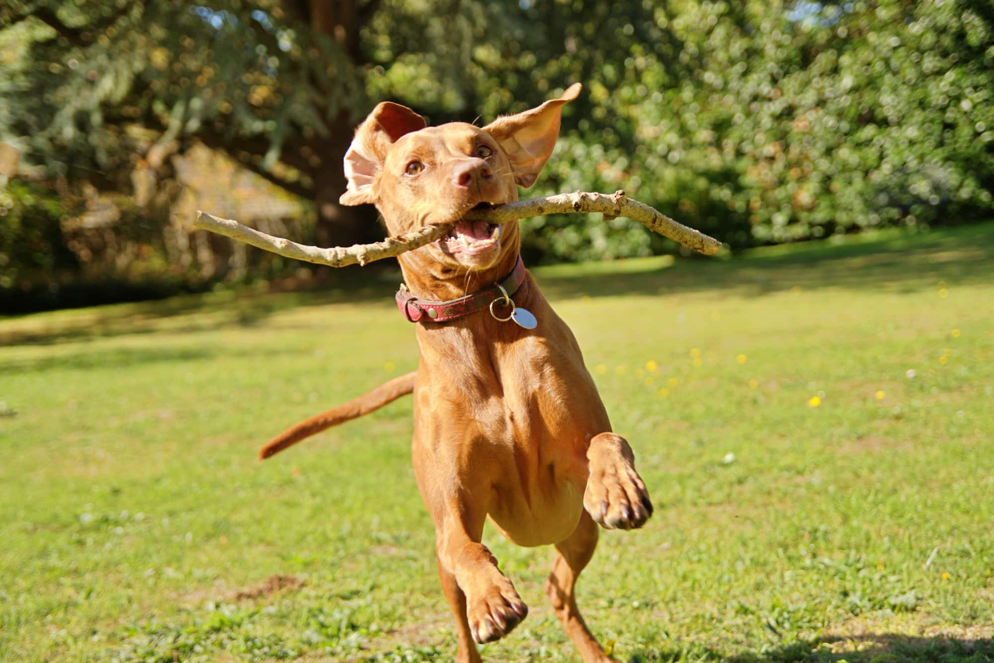 Vizsla - Hungarian hunting dog
