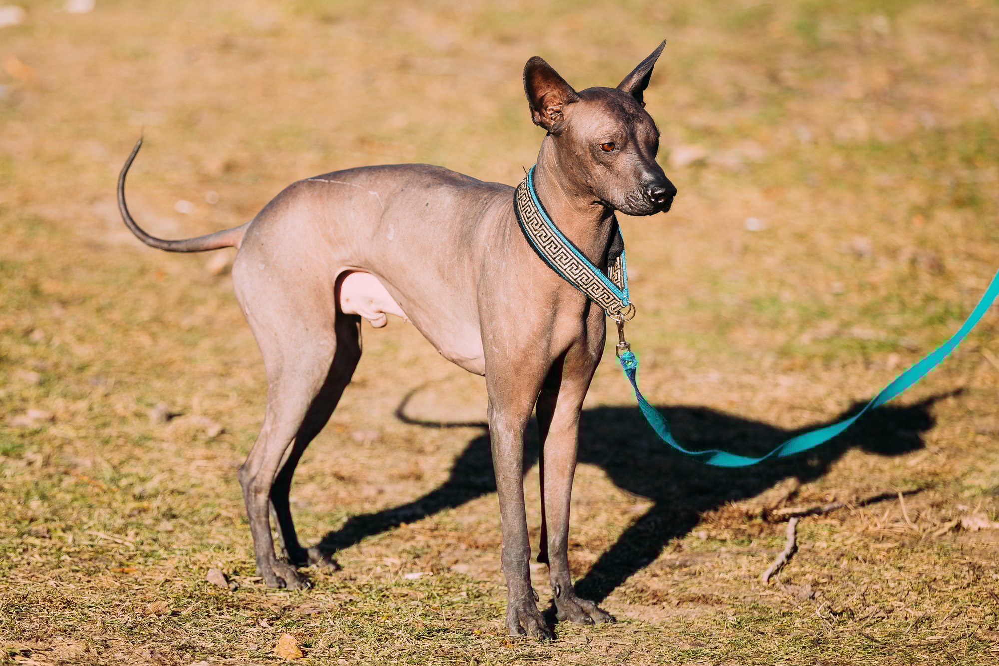 singularité chien sans poil