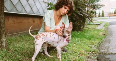 chien sans poil