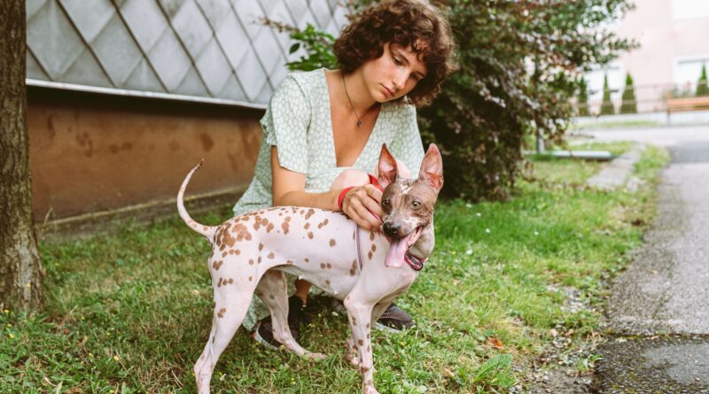 chien sans poil